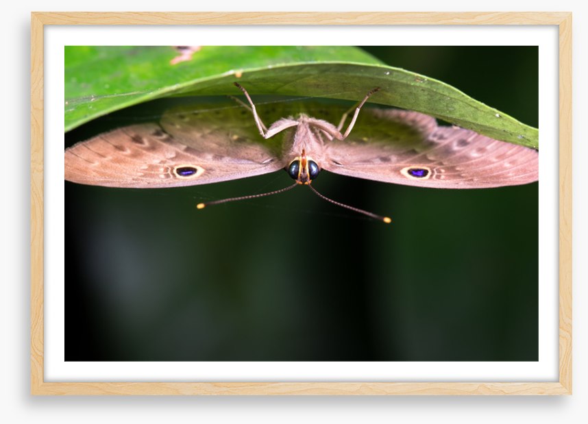 Insects