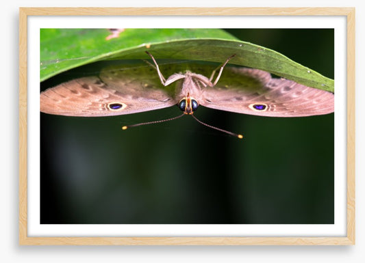 Insects