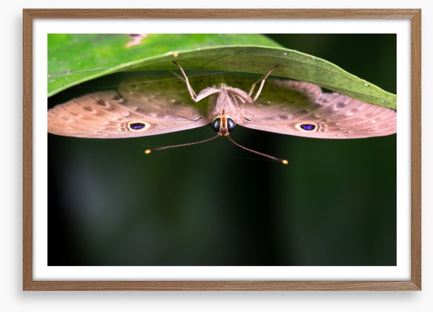 Insects