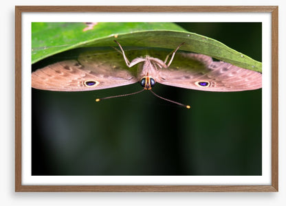 Insects