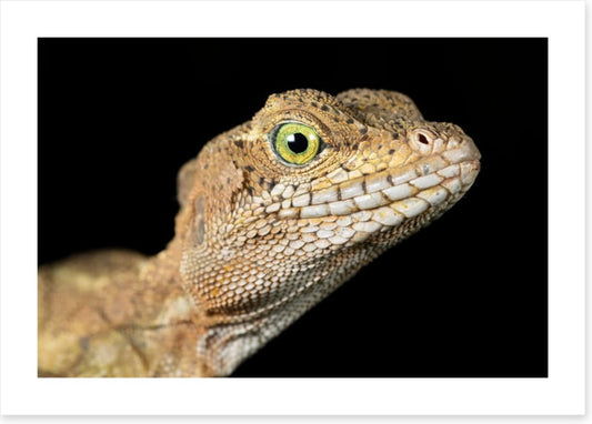 Basilisk in the night