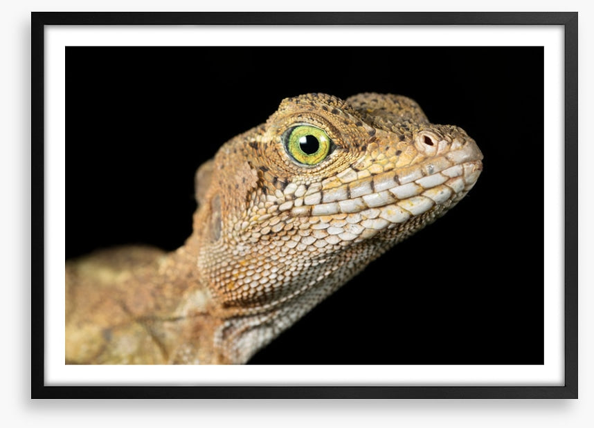 Basilisk in the night