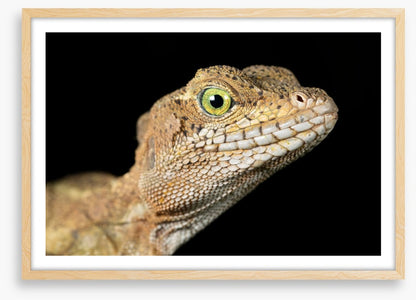 Basilisk in the night