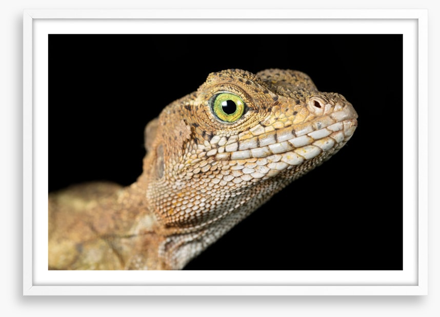 Basilisk in the night