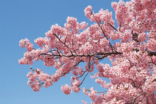 Spring