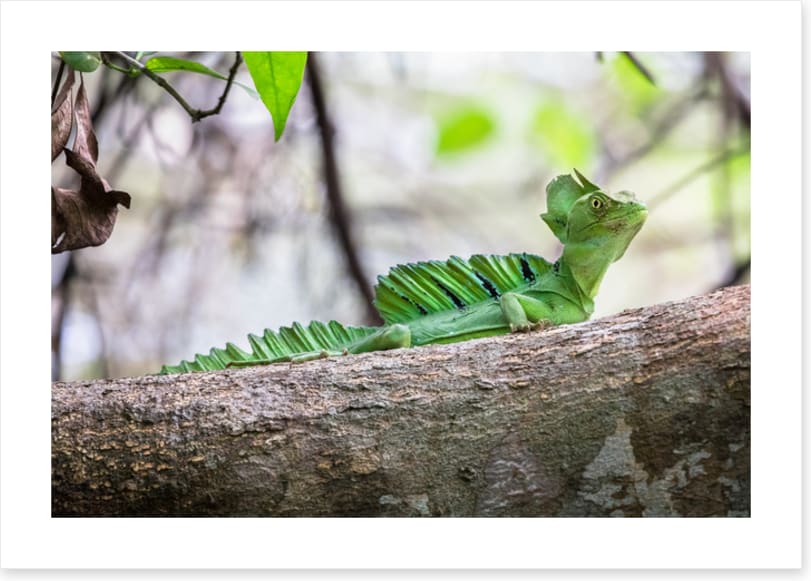 Reptiles / Amphibian