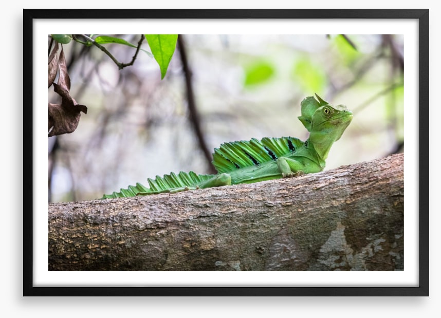 Reptiles / Amphibian