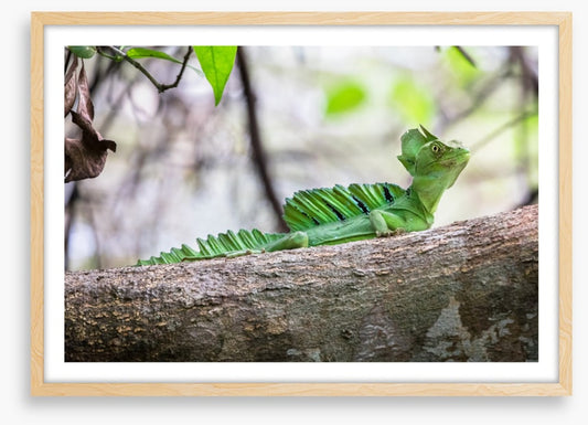Reptiles / Amphibian