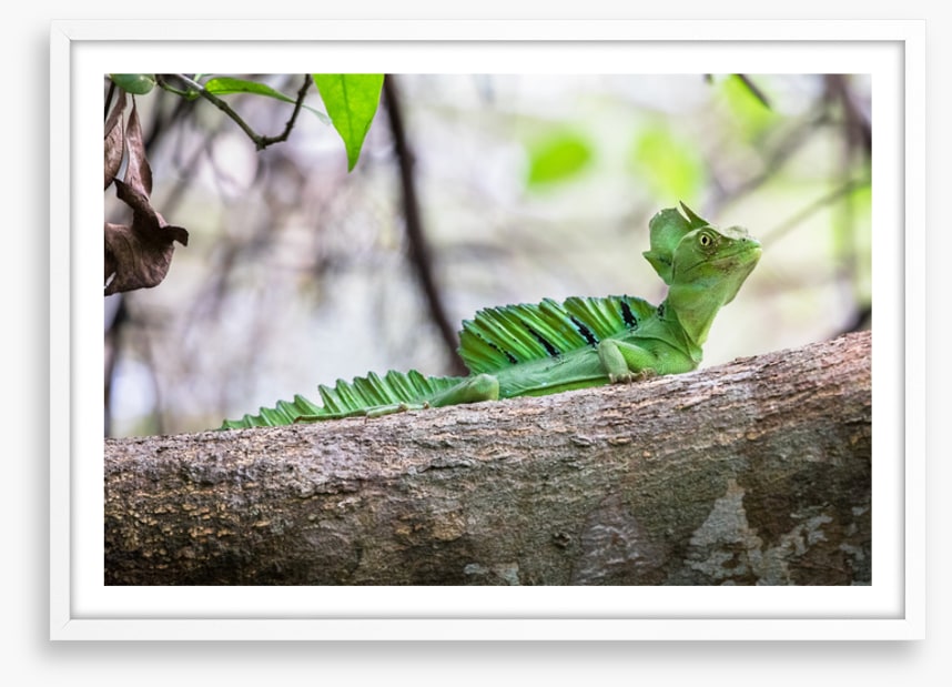 Reptiles / Amphibian