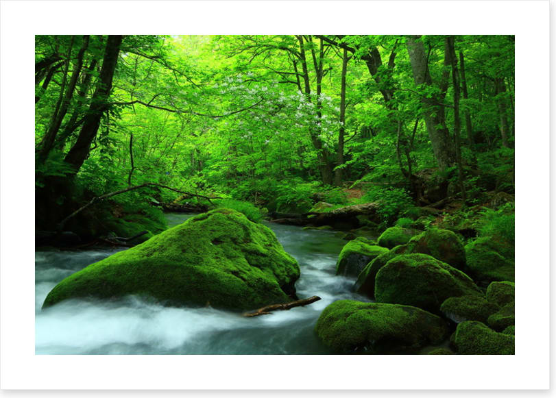 Forest verdure