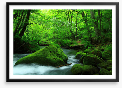 Forest verdure