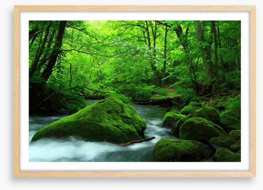 Forest verdure