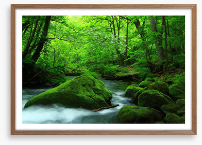 Forest verdure