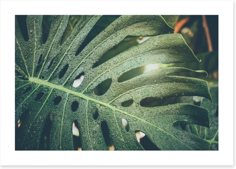 Monstera raindrops