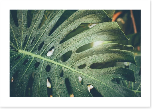 Monstera raindrops