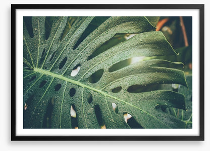 Monstera raindrops