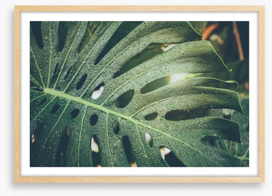 Monstera raindrops