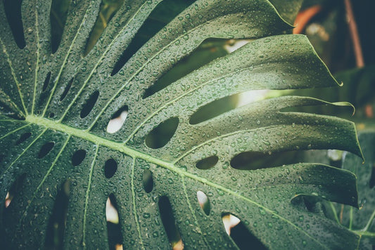 Monstera raindrops