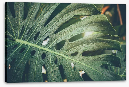 Monstera raindrops
