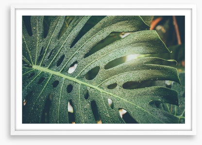 Monstera raindrops