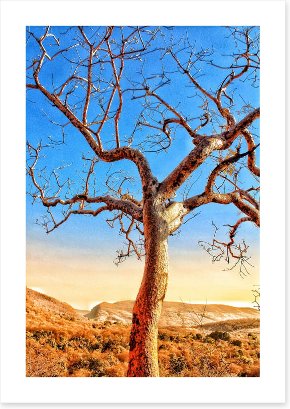 The sunburnt tree
