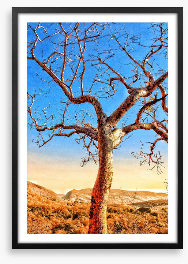 The sunburnt tree