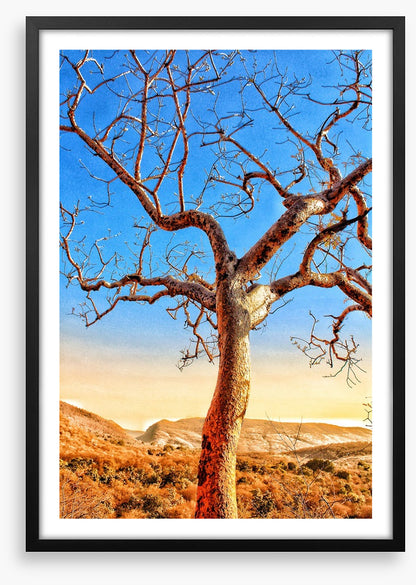 The sunburnt tree