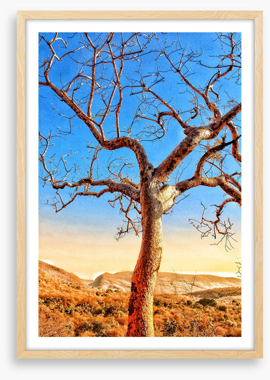 The sunburnt tree