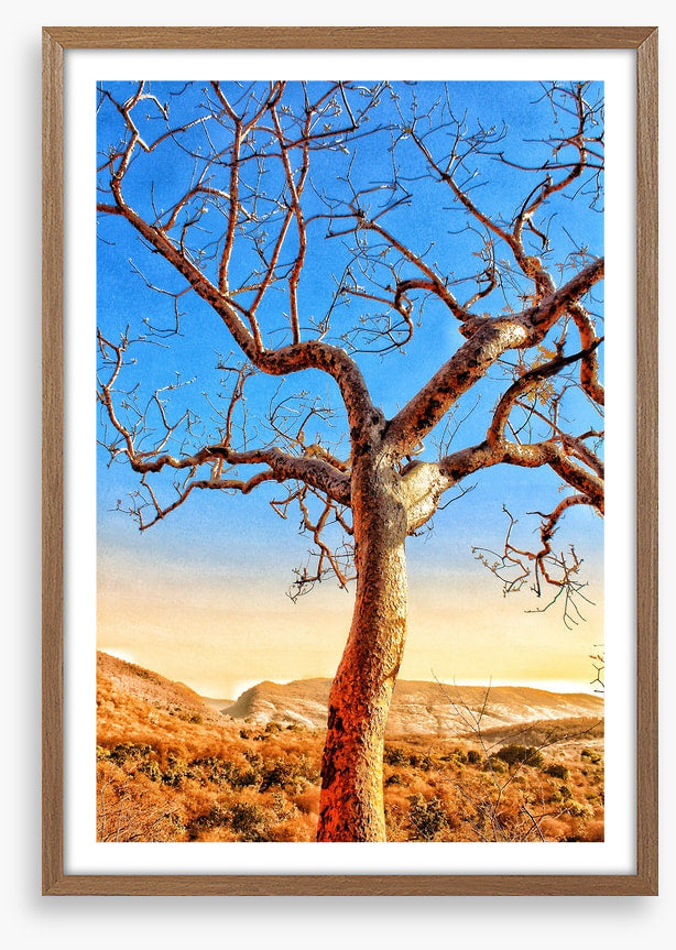 The sunburnt tree
