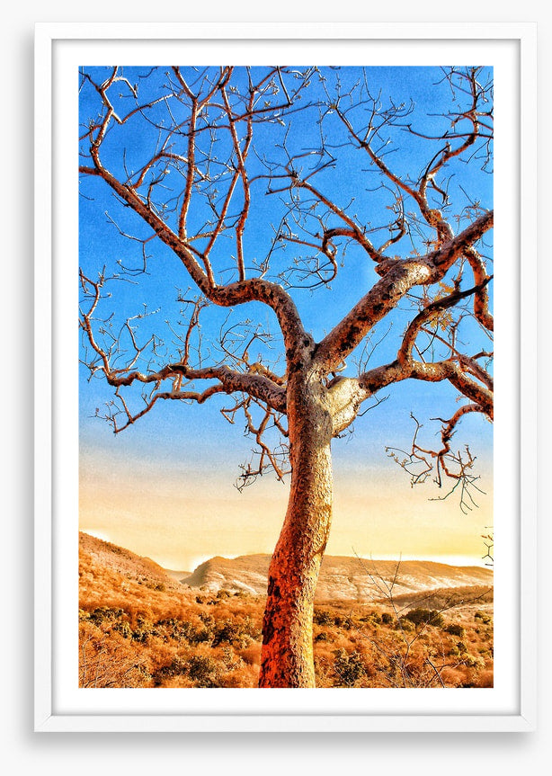 The sunburnt tree