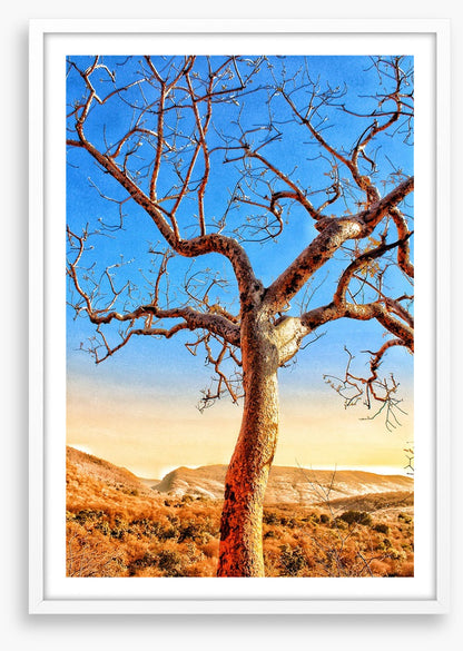 The sunburnt tree