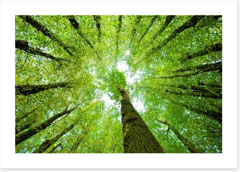 Lime tree canopy