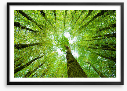 Lime tree canopy