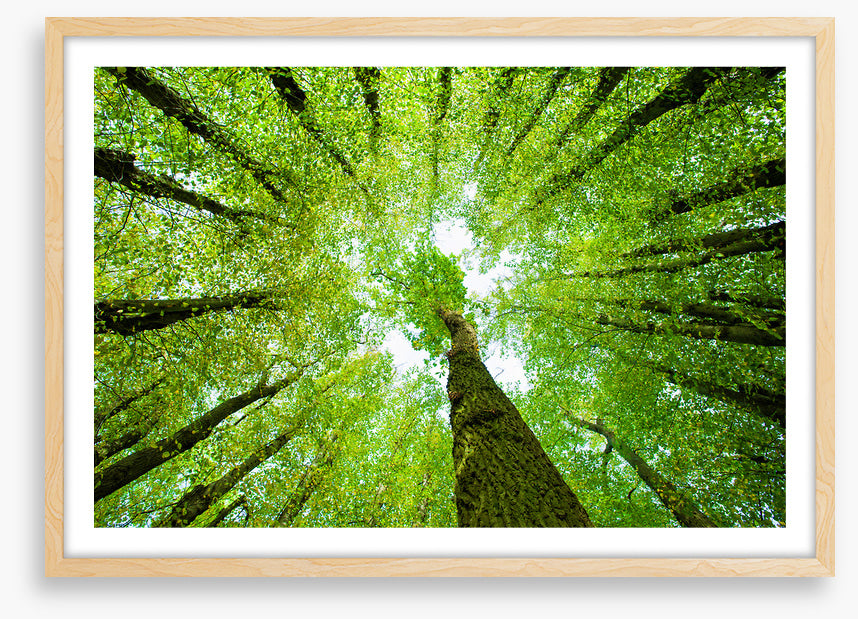 Lime tree canopy