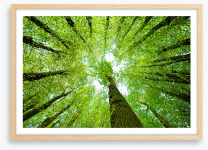 Lime tree canopy
