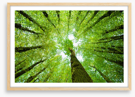 Lime tree canopy