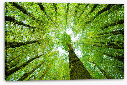 Lime tree canopy