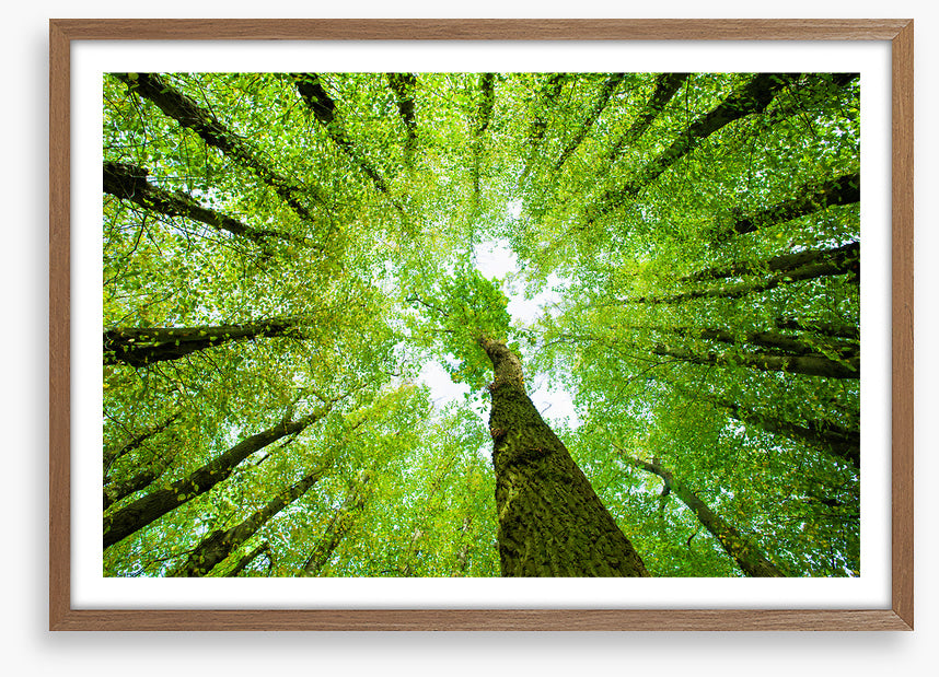 Lime tree canopy