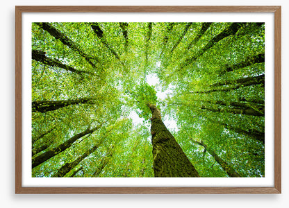 Lime tree canopy