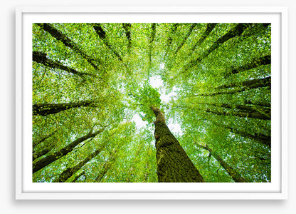 Lime tree canopy
