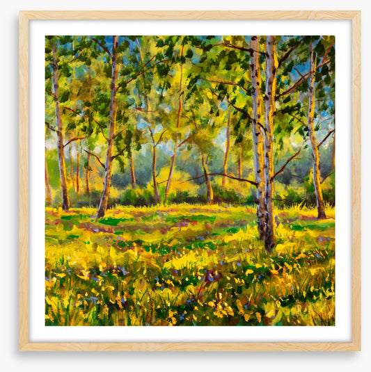 Among the gum trees