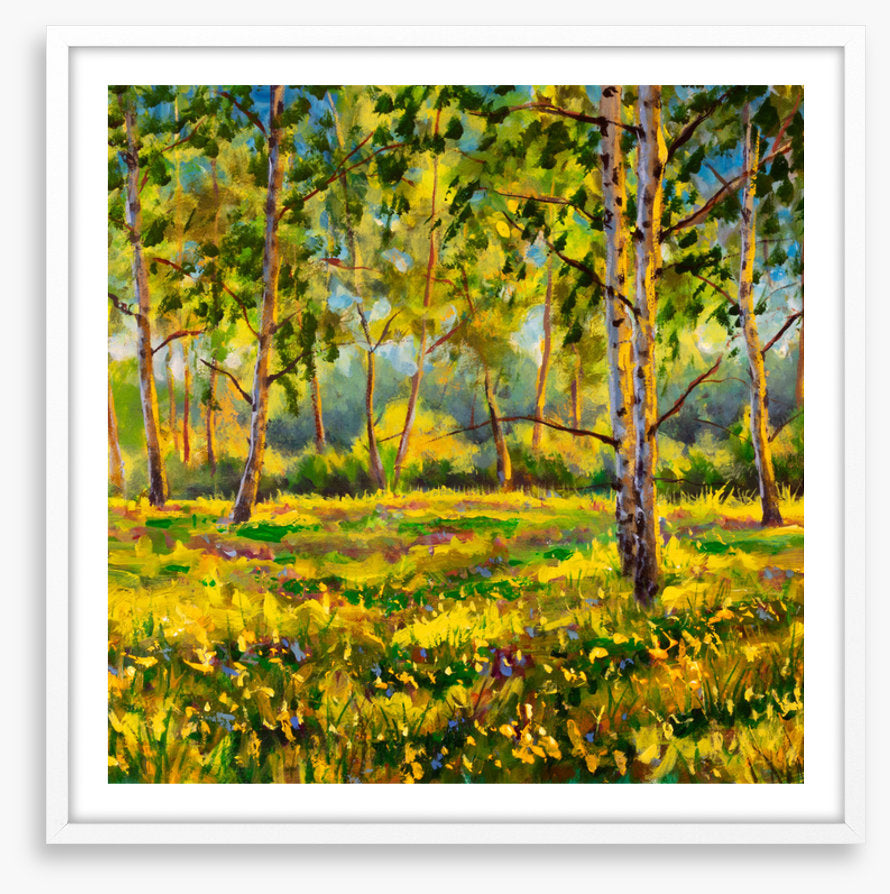 Among the gum trees