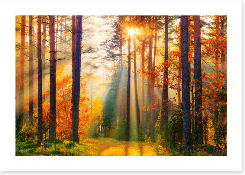 Golden shadows