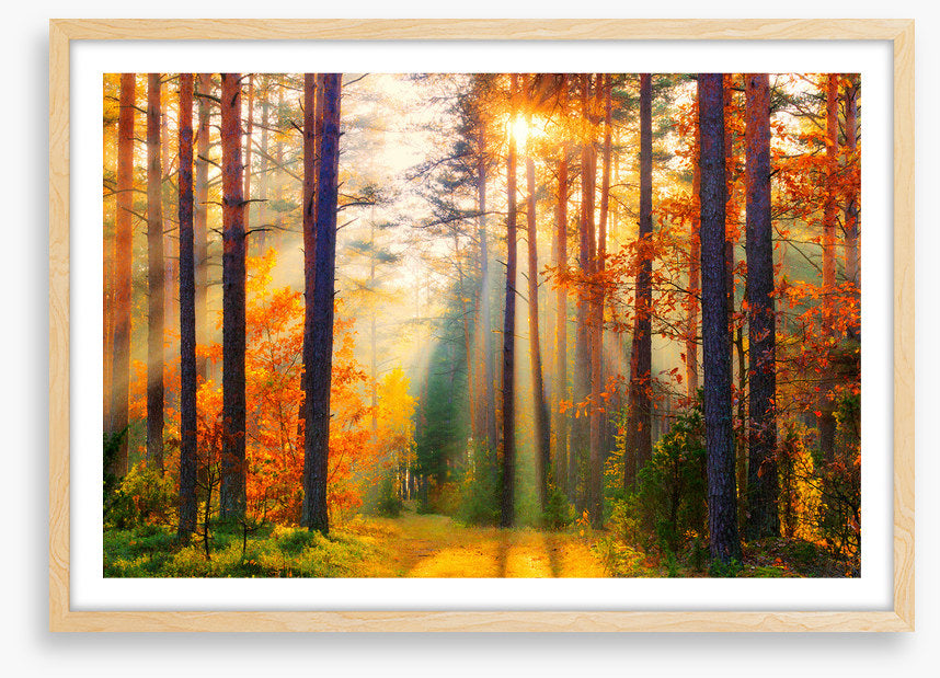 Golden shadows