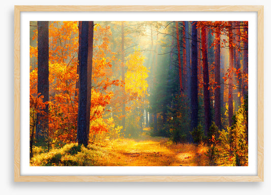 Autumn illuminated