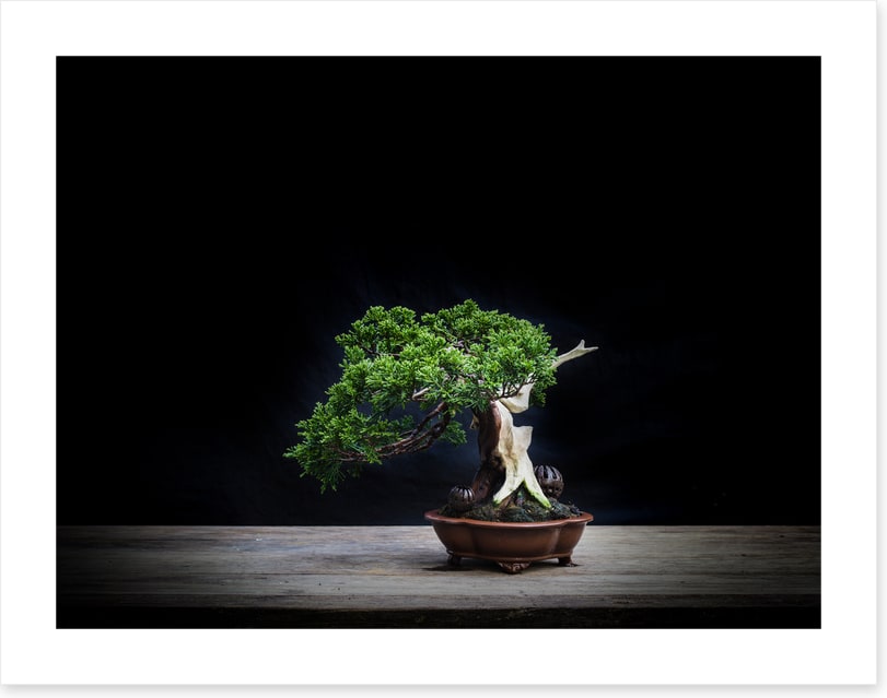 Black juniper bonsai
