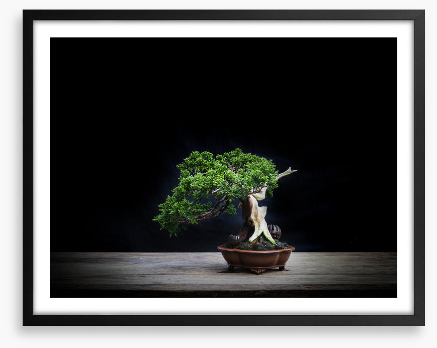 Black juniper bonsai