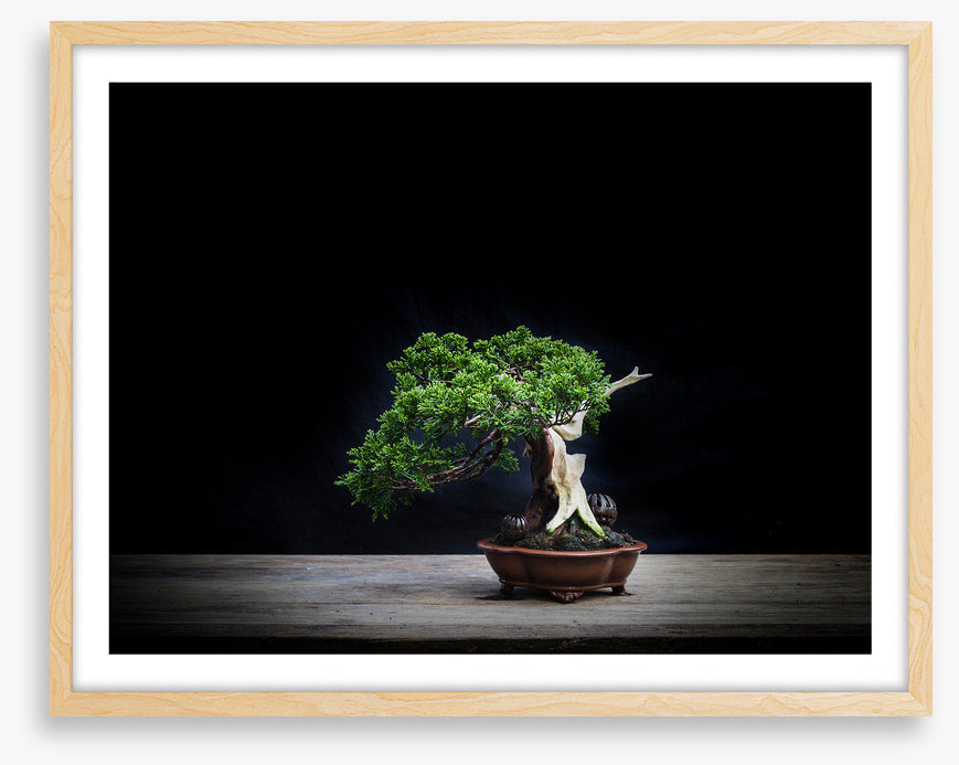 Black juniper bonsai