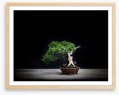 Black juniper bonsai