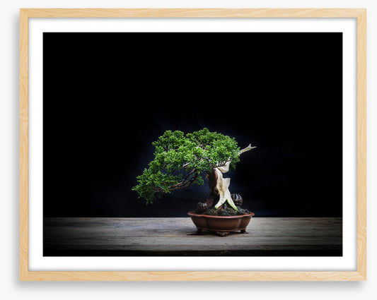 Black juniper bonsai
